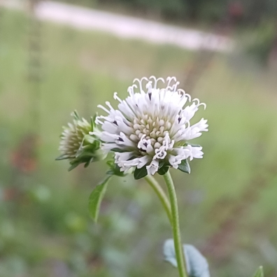 plant image 1668465 plant image 1668465