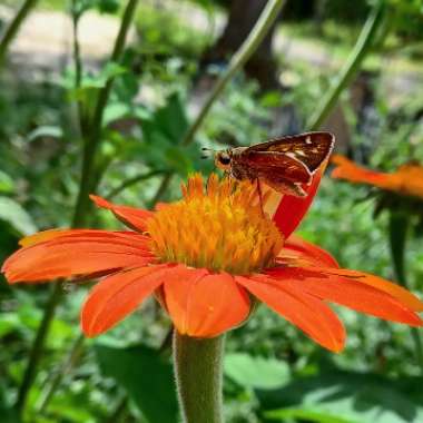 Theresa's garden
