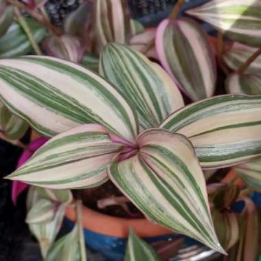 Tradescantia zebrina 'Discolor'