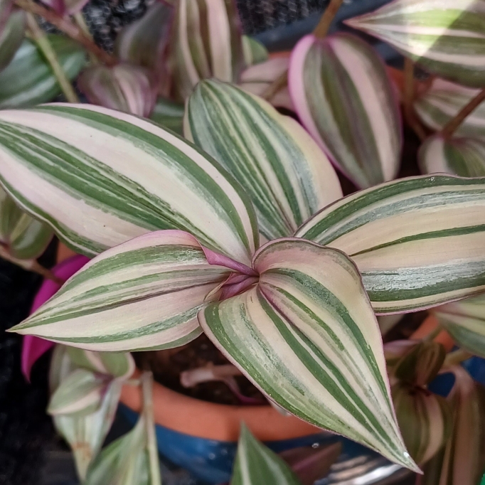 plant image 1676991