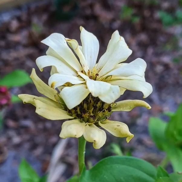 plant image 1679121 plant image 1679121