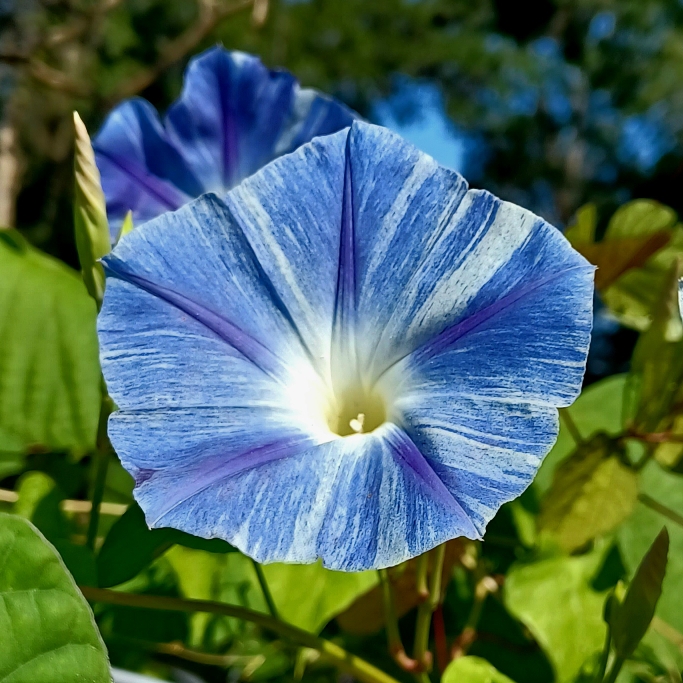 plant image 1682332 plant image 1682332