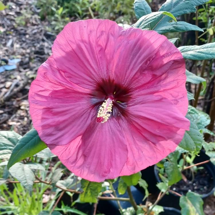 plant image 1682836 plant image 1682836