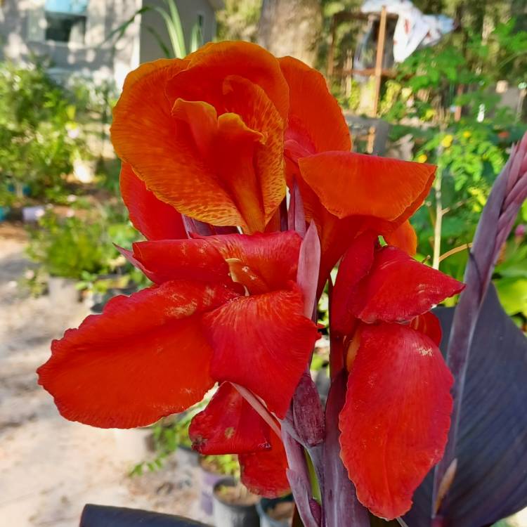 plant image 1682845
