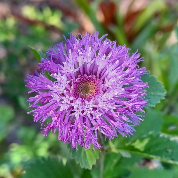 plant image 1683145 plant image 1683145