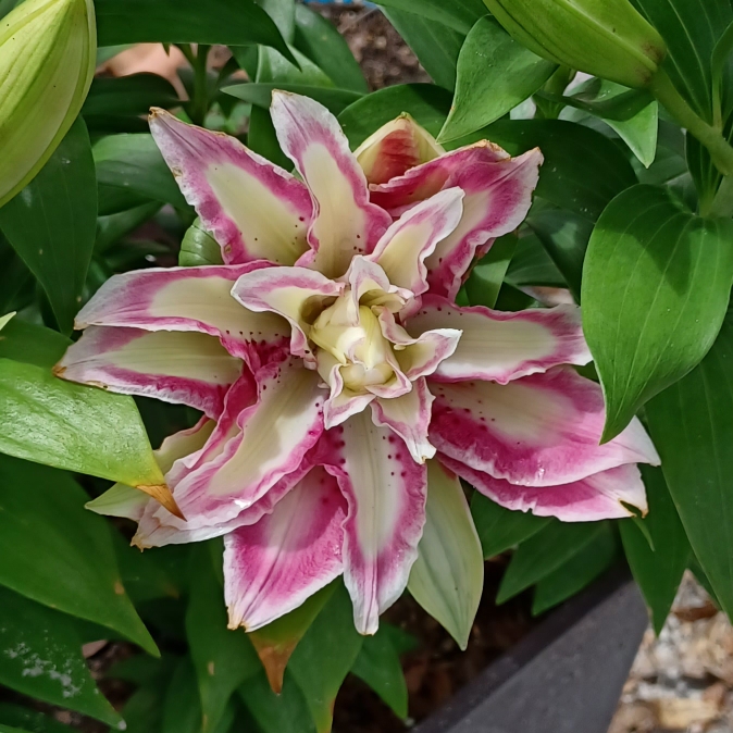 plant image 1685918 plant image 1685918