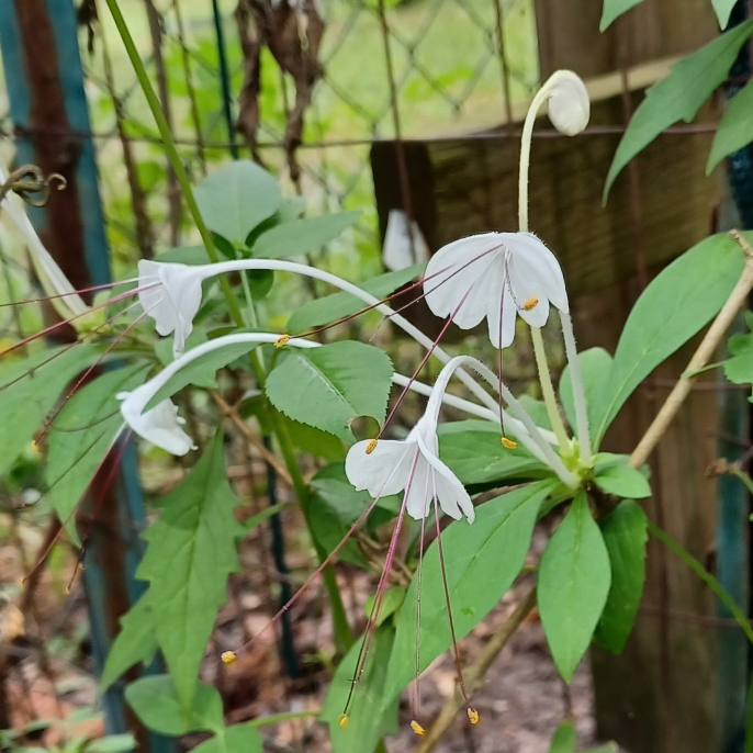 plant image 1689339 plant image 1689339