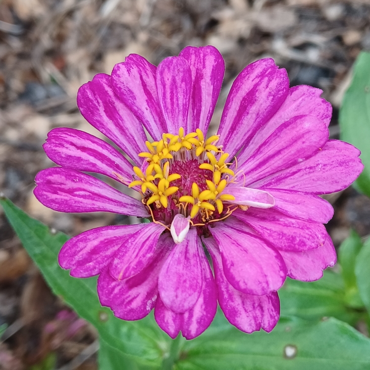plant image 1689506 plant image 1689506