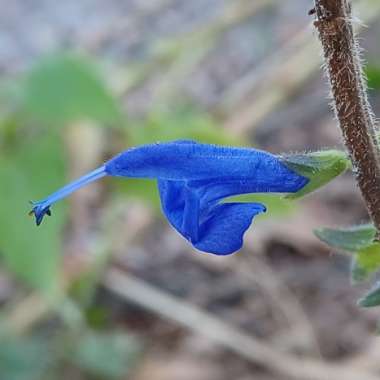 Salvia Azurea