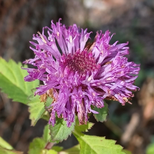 plant image 1698033 plant image 1698033