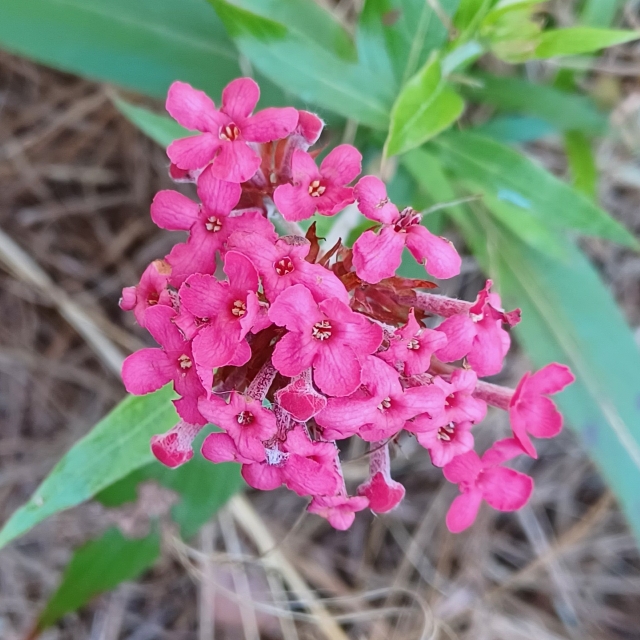 plant image 1698385 plant image 1698385