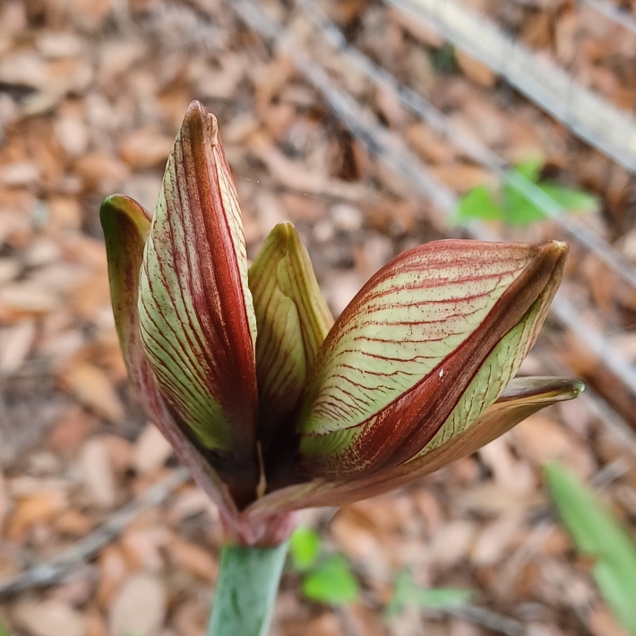 plant image 1703815 plant image 1703815