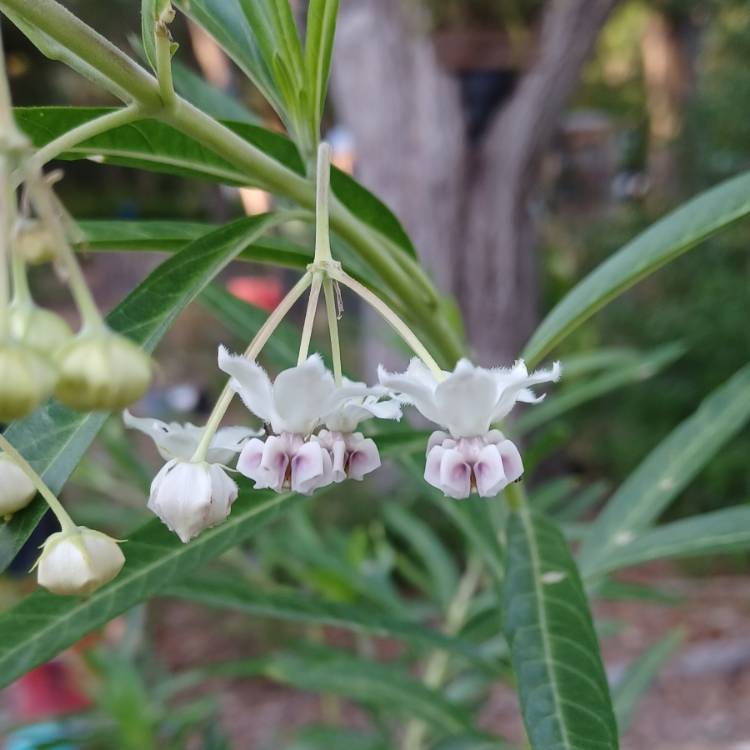 plant image 1706352 plant image 1706352