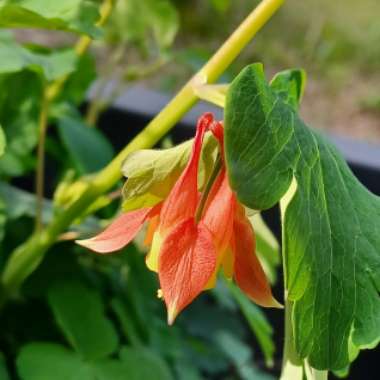 Aquilegia Canadensis