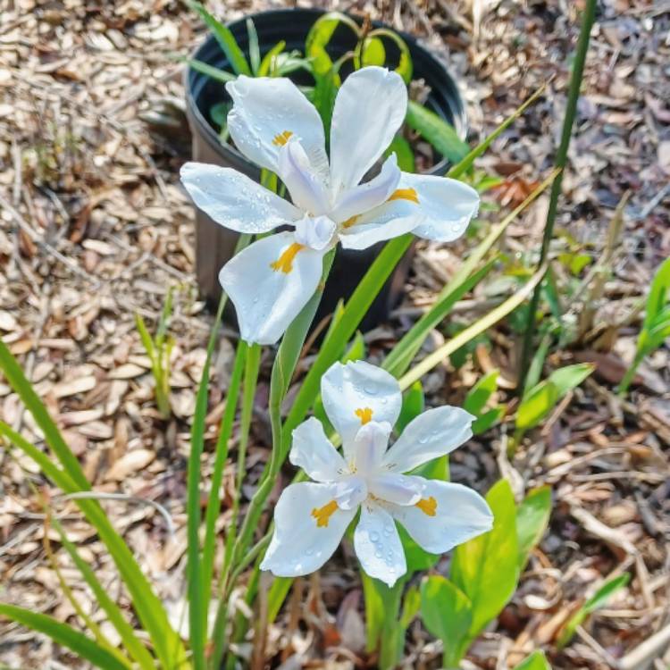 plant image 1708310 plant image 1708310