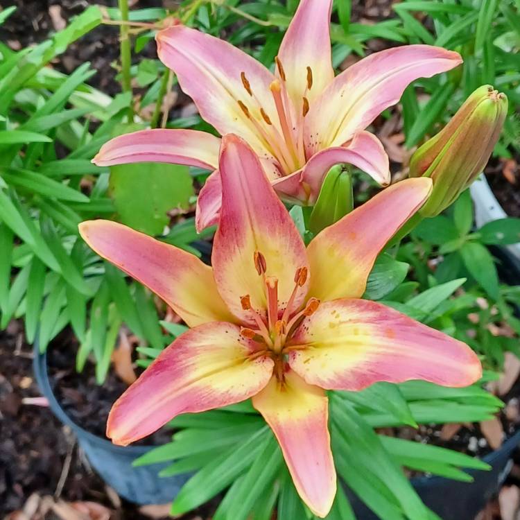 plant image 1708983 plant image 1708983