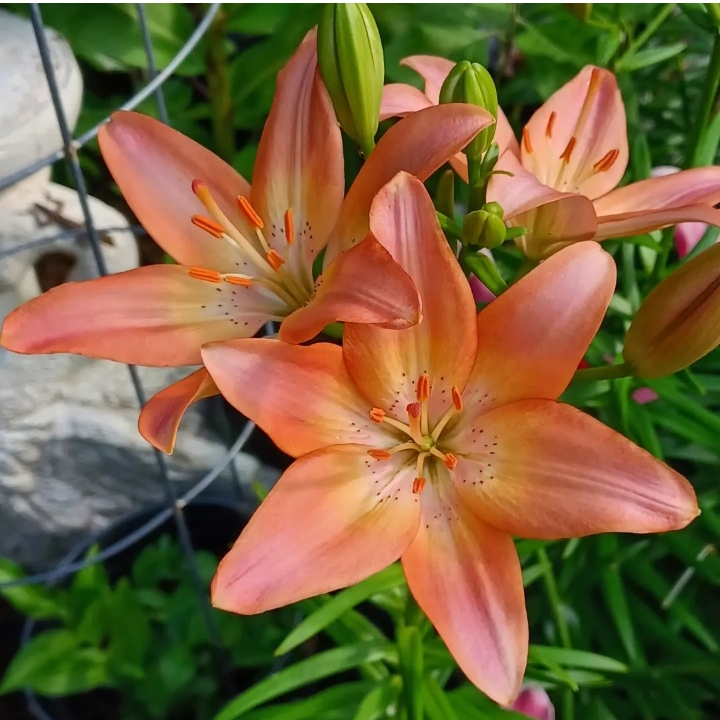 plant image 1710922 plant image 1710922