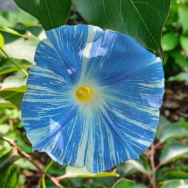 plant image 1712257 plant image 1712257