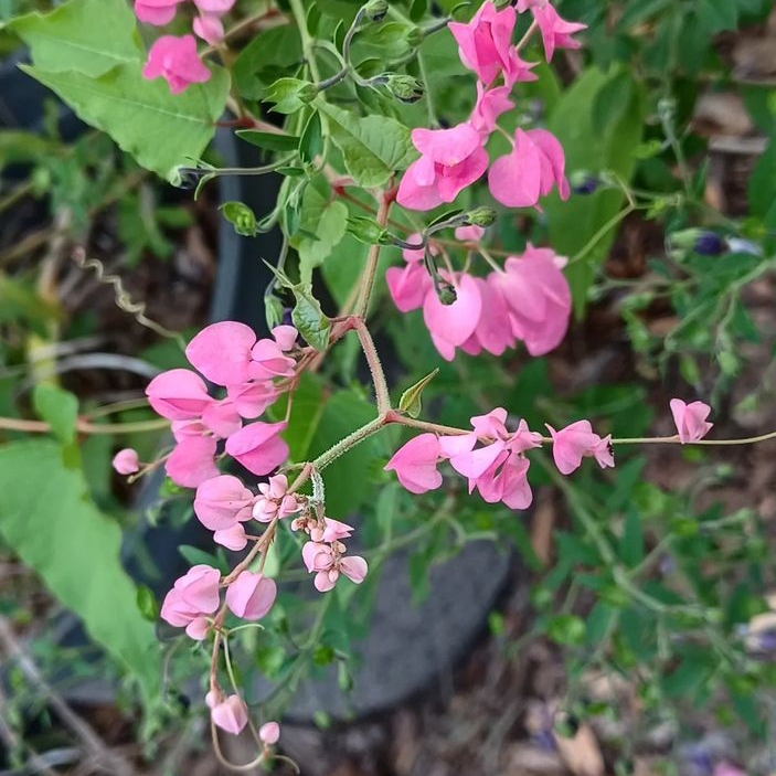 plant image 1726010 plant image 1726010
