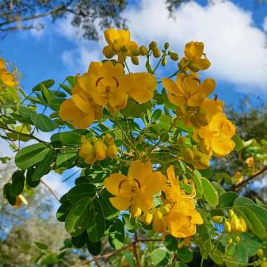 Cassia