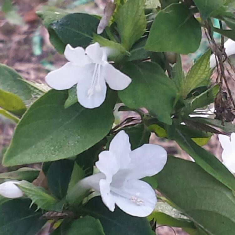 plant image 301847