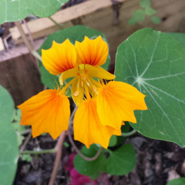 plant image 302211