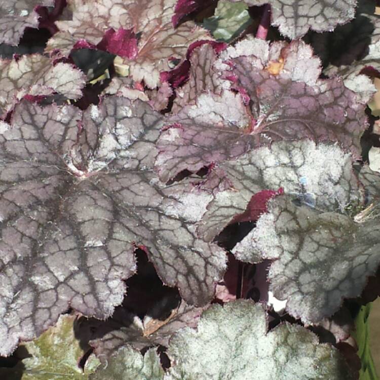Plant image Heuchera 'Sugar Plum'