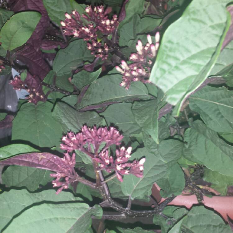 plant image 304922 plant image 304922