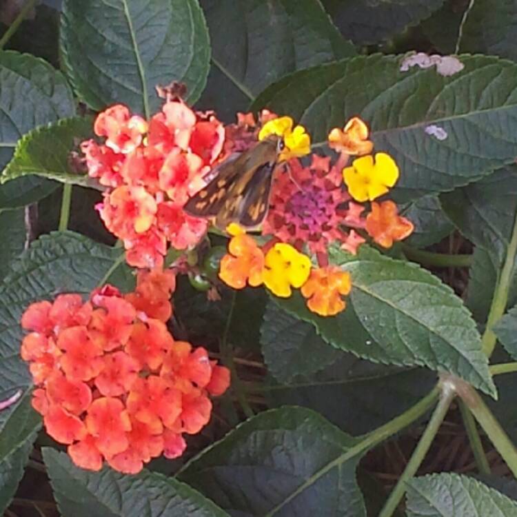 plant image 305158