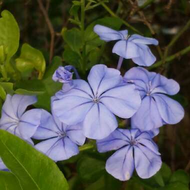 Plumbago auriculata  syn. Plumbago capensis