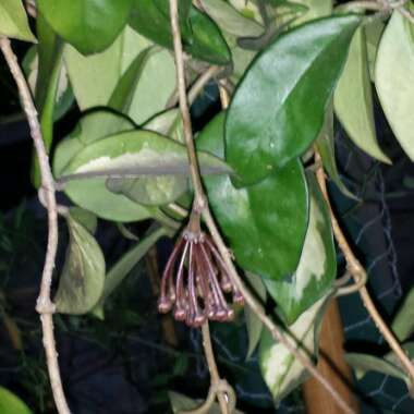 Hoya Carnosa