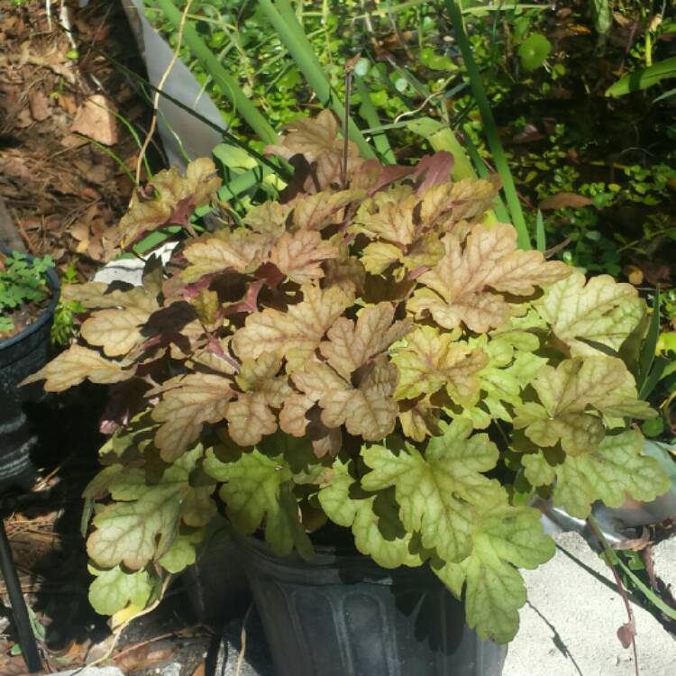 Plant image Heuchera 'Autumn Sunset'