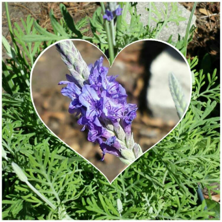 plant image 313254