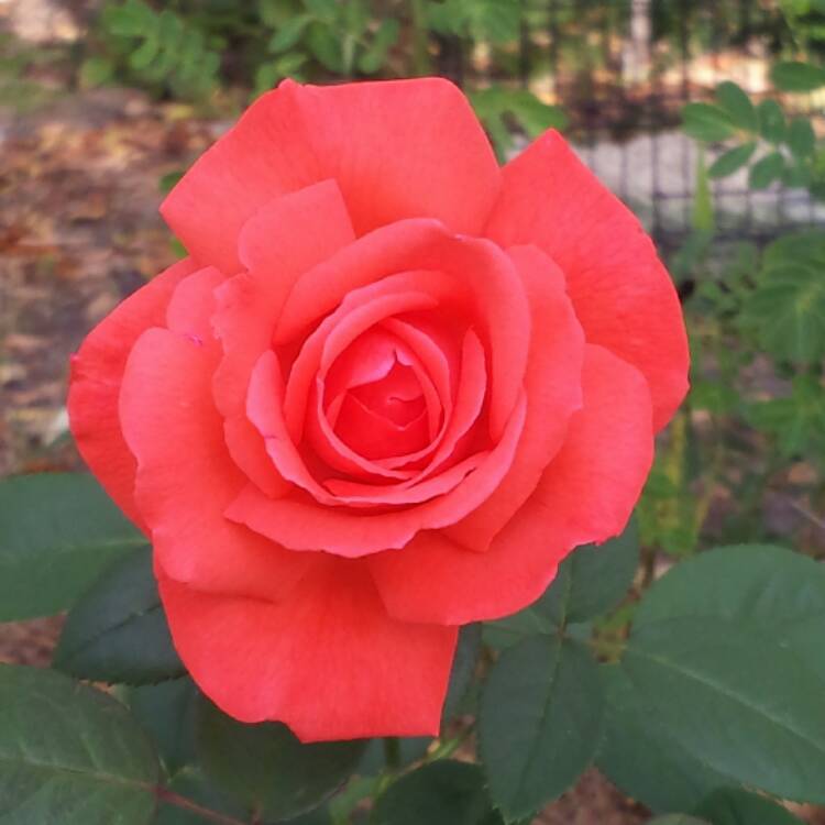 Rosa 'Tropicana', Rose 'Tropicana' uploaded by travishill