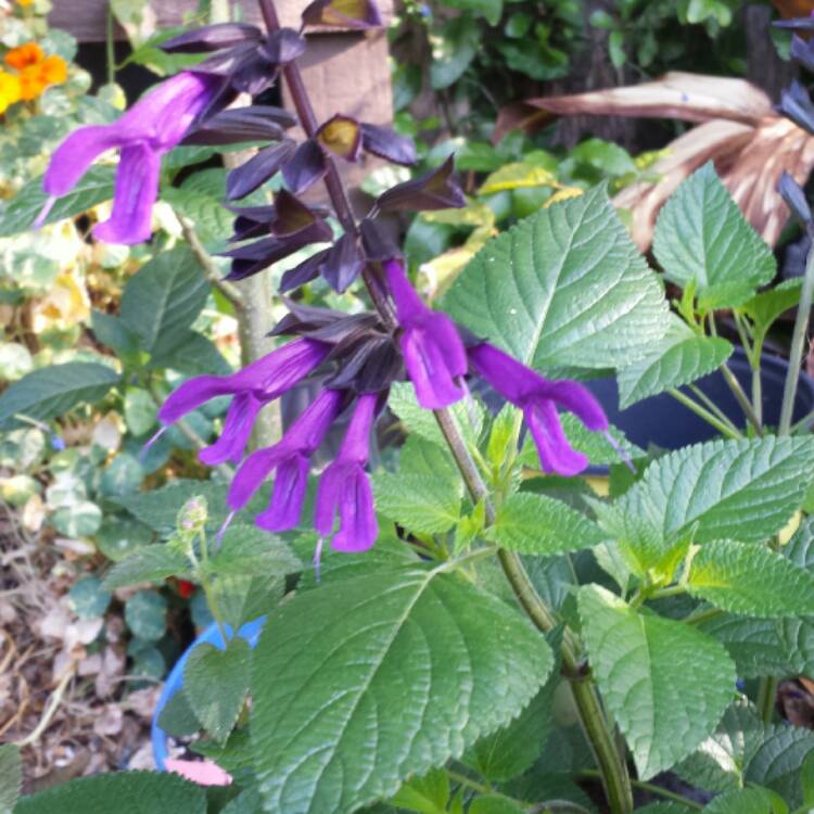 plant image 341456