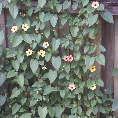 Thunbergia alata 'Arizona Glow'