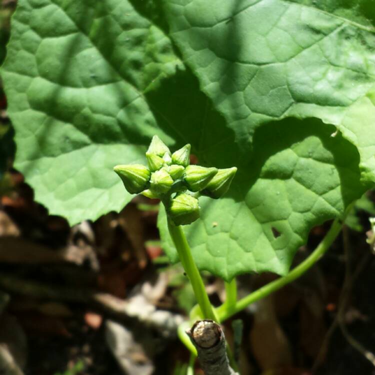 plant image 410382