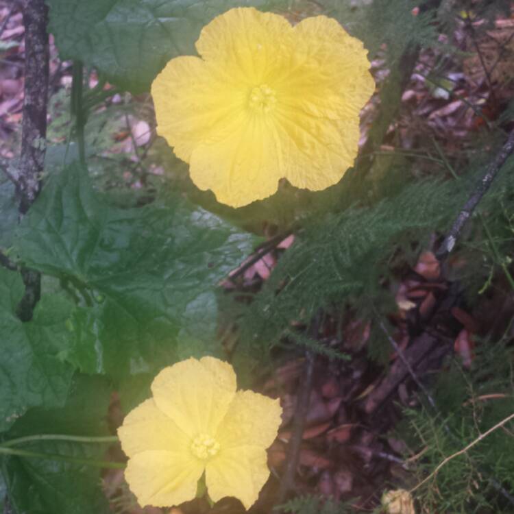 plant image 430446