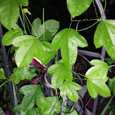 Passiflora suberosa