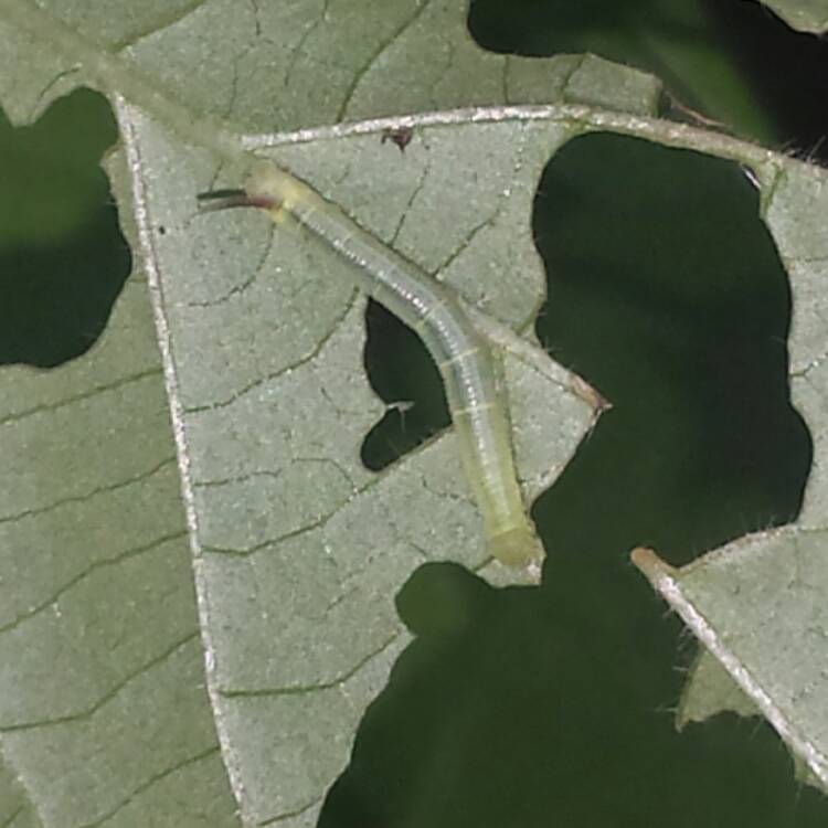 plant image 456544 plant image 456544