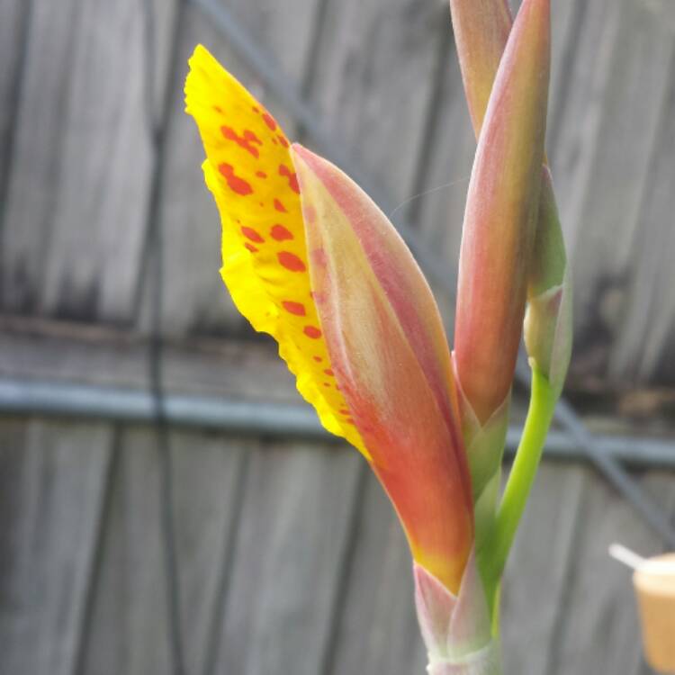 plant image 468424