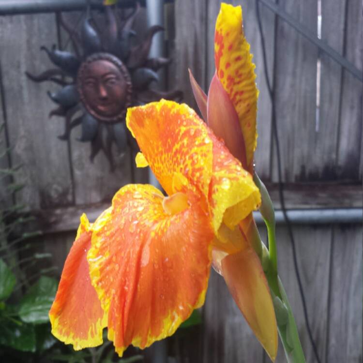 plant image 469247