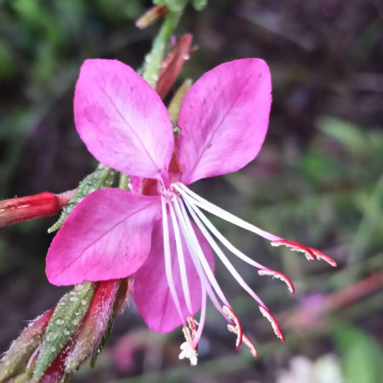 plant image 471163 plant image 471163