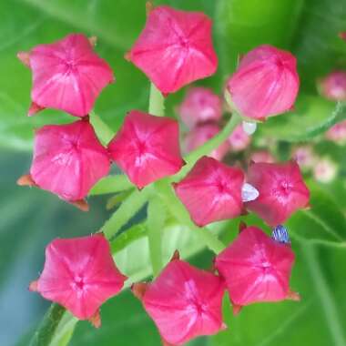 Asclepias curassavica