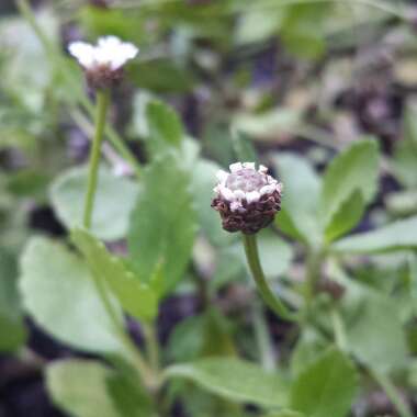 Phyla