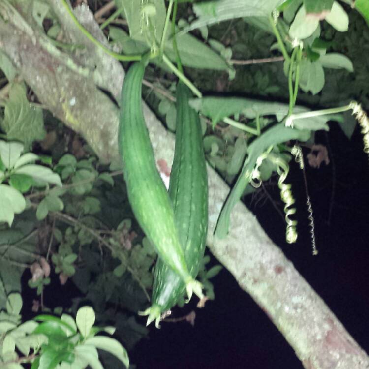 plant image 495458