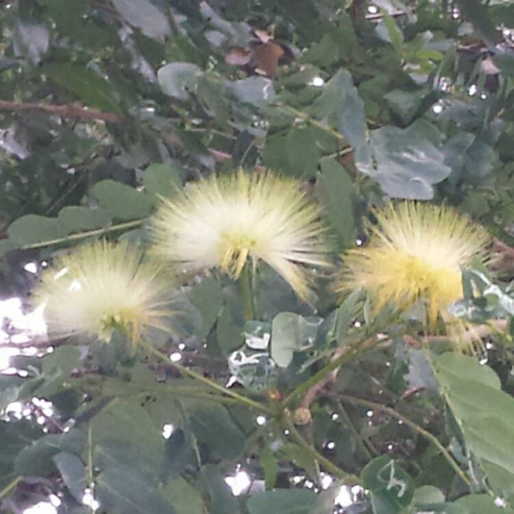 plant image 496990