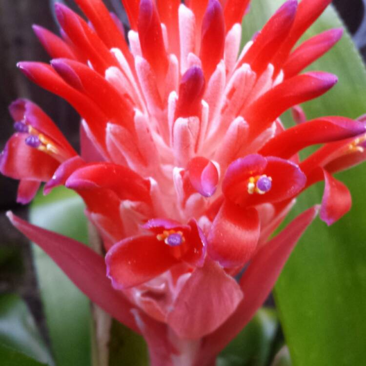 Billbergia pyramidalis, Flaming torch - uploaded by @treefrog44