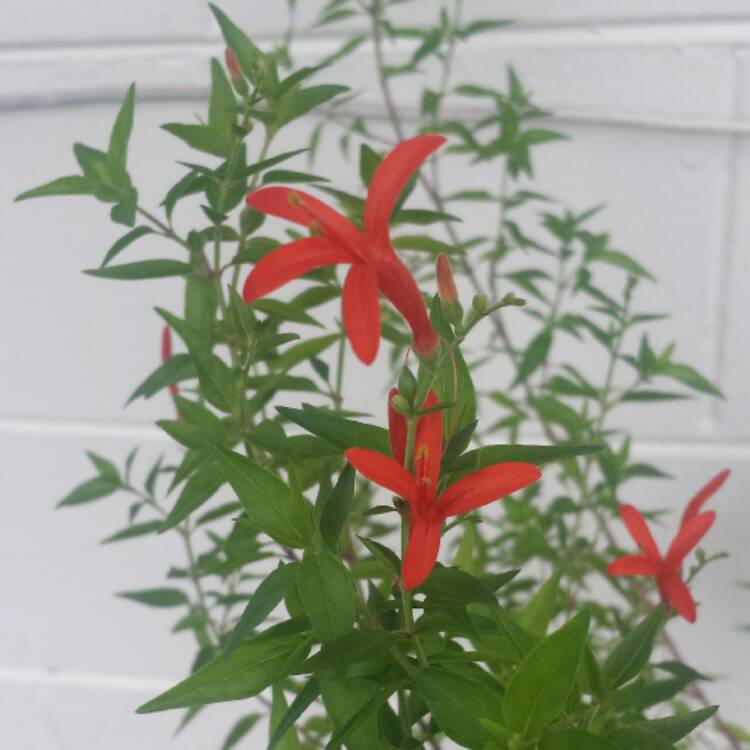 plant image 534594 plant image 534594