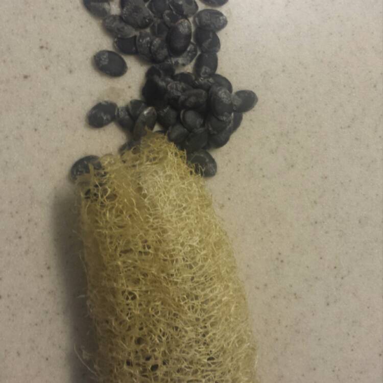 Plant image Luffa aegyptiaca